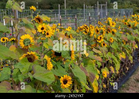 Port Townsend, Washington, Stati Uniti. Fila di girasoli in un giardino fiorito commerciale Foto Stock