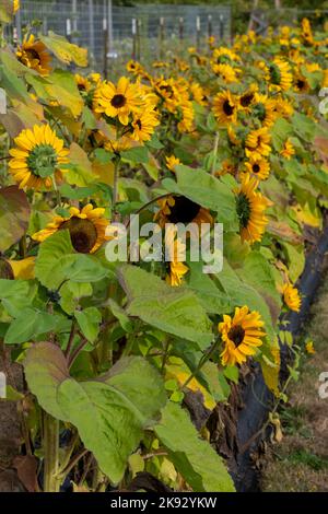 Port Townsend, Washington, Stati Uniti. Fila di girasoli in un giardino fiorito commerciale Foto Stock