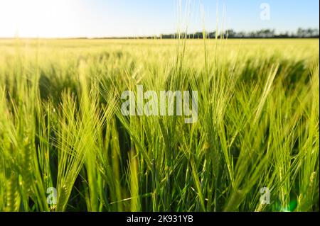 Bel campo verde di cereali di orzo fresco. Sfondo Foto Stock