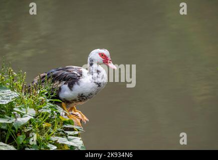 Muscovy Duck in piedi presso uno stagno a Panama - Cairina moschata Foto Stock
