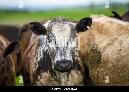 Primo piano di mucche da latte nel campo, Angus e Murray Grey bovini da carne mangiare lungo pascolo in primavera e in estate. Foto Stock