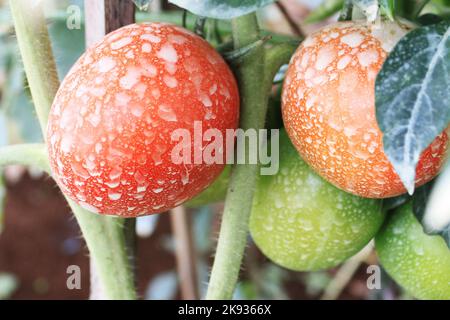 Primo piano pomodori maturi sono sull'albero Foto Stock