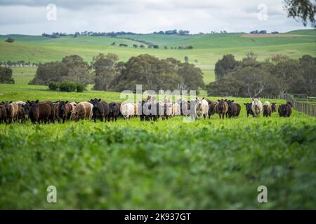 Primo piano di mucche da latte nel campo, Angus e Murray Grey bovini da carne mangiare lungo pascolo in primavera e in estate. Foto Stock