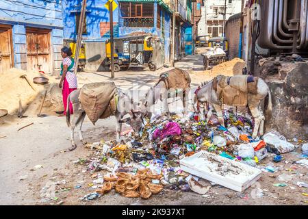 JODPUR, INDIA - 23 OTTOBRE 2012: Lavoratrice e asini indiani che mangiano immondizia a Jodhpur, India. Jodhpur è la seconda città più grande dell'India Foto Stock