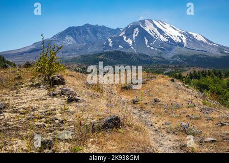 WA22522-00...WASHINGTON - il Sentiero degli Hummocks, luogo di frammenti di dimensioni collinari del vulcano sbarcati durante l'eruzione del 1980 del Monte St. Helens. Foto Stock