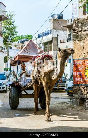 PUSHKAR, INDIA - 20 OTTOBRE 2012: Cammello taxi per le strade di Pushkar. Pushkar è famosa per la fiera dei cammelli, uno spettacolo su scala epica, attrae Foto Stock