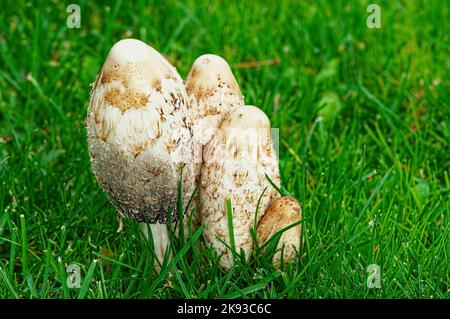 Shaggy Mane Inkcap funghi (Coprinus comatus) in erba. Foto Stock