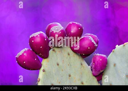 Primo piano di cactus porpora di pera Prickly (Opuntia) - Asheville, North Carolina, USA Foto Stock