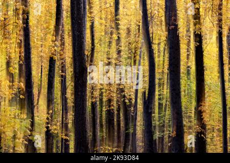 Abstract pittorica di motion blur di vivaci colori autunnali nella foresta nazionale di Pisgah, Brevard, North Carolina, STATI UNITI D'AMERICA Foto Stock