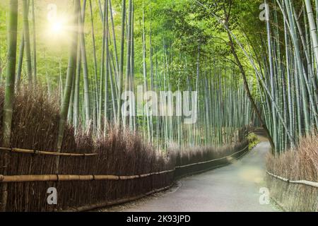 La Foresta di bambù di Arashiyama nessuno nella foto Foto Stock