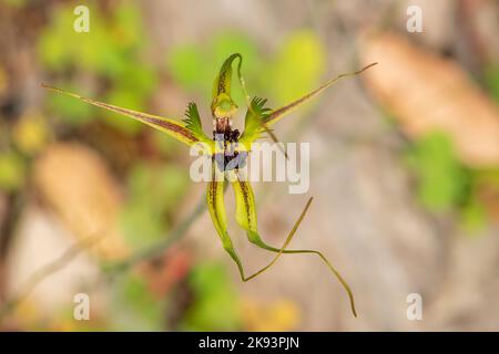 Caladenia attingens subsp attingens, Forest Mantis Orchid Foto Stock