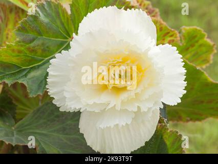 Begonia 'Samba', Begonia tuberibrida Foto Stock