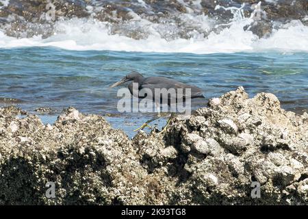 Eastern Reef Egret, Egretta sacra presso Oyster Bridge, Coral Coast, WA, Australia Foto Stock