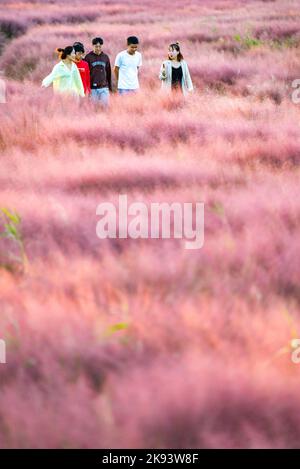 SUZHOU, CINA - 23 OTTOBRE 2022 - i turisti visitano la fiorente Muhlygrass Rosa a Suzhou, provincia di Jiangsu, Cina, 23 ottobre 2022. Foto Stock