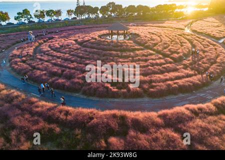 SUZHOU, CINA - 23 OTTOBRE 2022 - Foto aerea scattata il 23 ottobre 2022 mostra i turisti che visitano il paesaggio fiorente della Muhlygrass Rosa a Suzhou, Jiangsu Foto Stock