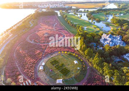 SUZHOU, CINA - 23 OTTOBRE 2022 - Foto aerea scattata il 23 ottobre 2022 mostra i turisti che visitano il paesaggio fiorente della Muhlygrass Rosa a Suzhou, Jiangsu Foto Stock