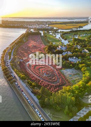 SUZHOU, CINA - 23 OTTOBRE 2022 - Foto aerea scattata il 23 ottobre 2022 mostra i turisti che visitano il paesaggio fiorente della Muhlygrass Rosa a Suzhou, Jiangsu Foto Stock