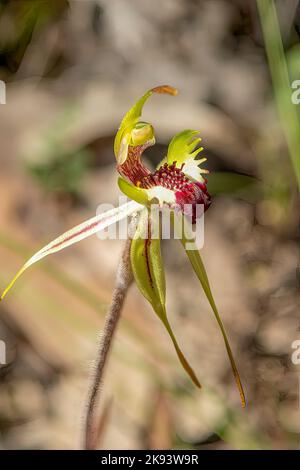 Caladenia parva, bruno-clubed Spider Orchid Foto Stock