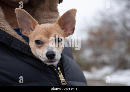 Un cane chihuahua si siede in una giacca da uomo per una passeggiata in inverno sulla strada, il cane si congela e si siede in una giacca al freddo Foto Stock