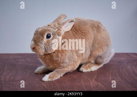 animale domestico di coniglio su una superficie di legno. Foto Stock