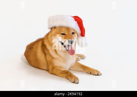 Cute seduta shiba inu cane sul cappello di natale babbo Natale bloccato lingua divertente. Isolato su sfondo bianco Foto Stock