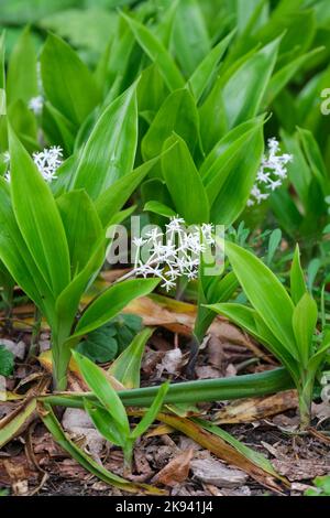 Speirantha gardenii, falso giglio della valle, Speirantha convallarioides. Rhizomatous perenne, spruzzi di piccoli fiori bianchi, a forma di stella Foto Stock