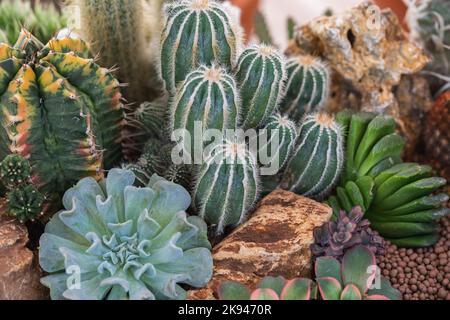 Sistemazione di succulenti, succulenti di cactus in una piantatrice. Foto Stock