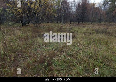 Cratere dopo un colpo di conchiglia, guerra in Ucraina, sminamento Foto Stock