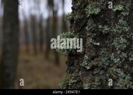 Evernia prunastri sull'albero coperto di muschio, foresta autunnale Foto Stock