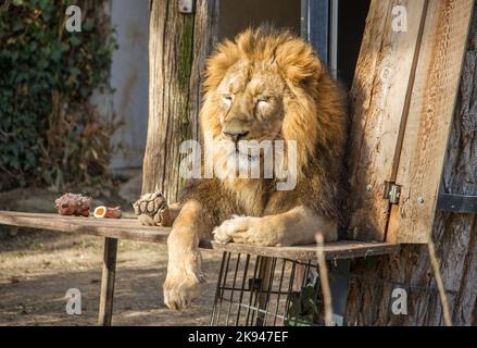 Leone con bellissima criniera riposa nel giardino zoologico Wilhelma, Stoccarda, Germania Foto Stock