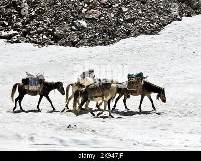 Pack muli e cavalli a piedi sulla fitta neve di un sentiero di trekking su un remoto trekking ad alta quota nella natura selvaggia nella regione di Zanskar nella Hima indiana Foto Stock
