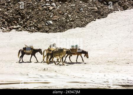 Pack muli e cavalli a piedi sulla fitta neve di un sentiero di trekking su un remoto trekking ad alta quota nella natura selvaggia nella regione di Zanskar nella Hima indiana Foto Stock