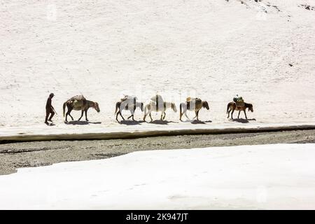 Zanskar, India - 2021 luglio: Un uomo che branda un gruppo di muli e pony di impacchi attraverso la pista di neve nel deserto ad alta quota del reg Himalayan Foto Stock