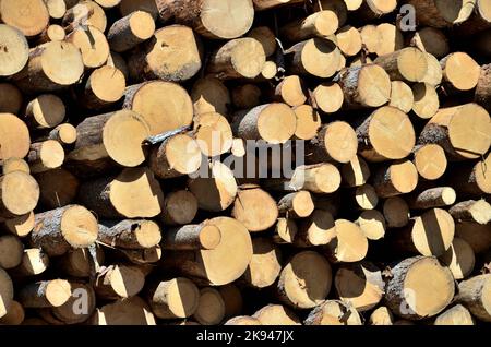 Tronchi impilati dopo lavori di pulizia della foresta Foto Stock