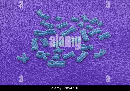 Cromosomi umani (23 + X, Y) strutture fatte di proteina e di una singola molecola di DNA - vista isometrica illustrazione 3D Foto Stock