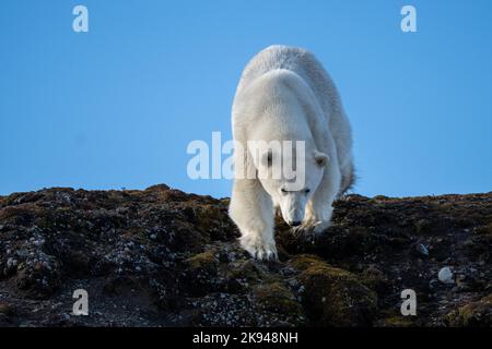 Orso polare (Ursus maritimus) fotografato a Spitsbergen, Norvegia in agosto Foto Stock