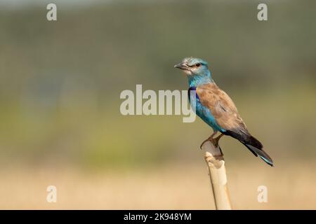 Rullo europeo (Coracias garrulus). Questo uccello migrante è l'unico membro della famiglia degli uccelli a roller ad allevare in Europa. Si trova anche in Medio Oriente, Foto Stock