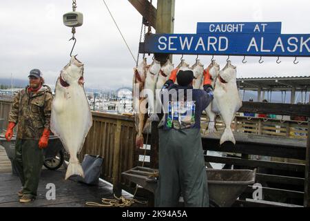 Pesando pesce a Seward, Alaska è una città di regola domestica incorporata in Alaska, Stati Uniti. Situato sulla Resurrection Bay, un fiordo del Golfo dell'Alaska Foto Stock