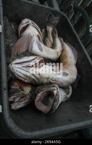 La pesca sportiva a Seward, Alaska è una città di regola domestica incorporata in Alaska, Stati Uniti. Situato sulla Resurrection Bay, un fiordo del Golfo dell'Alaska Foto Stock