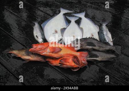 La pesca sportiva a Seward, Alaska è una città di regola domestica incorporata in Alaska, Stati Uniti. Situato sulla Resurrection Bay, un fiordo del Golfo dell'Alaska Foto Stock