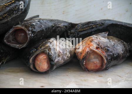 La pesca sportiva a Seward, Alaska è una città di regola domestica incorporata in Alaska, Stati Uniti. Situato sulla Resurrection Bay, un fiordo del Golfo dell'Alaska Foto Stock