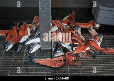 La pesca sportiva a Seward, Alaska è una città di regola domestica incorporata in Alaska, Stati Uniti. Situato sulla Resurrection Bay, un fiordo del Golfo dell'Alaska Foto Stock