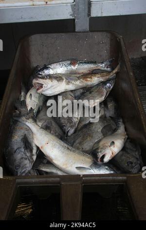 La pesca sportiva a Seward, Alaska è una città di regola domestica incorporata in Alaska, Stati Uniti. Situato sulla Resurrection Bay, un fiordo del Golfo dell'Alaska Foto Stock