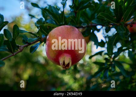 Granatapfel (Punica granatum), Frucht an einem Zweig, Georgien Foto Stock