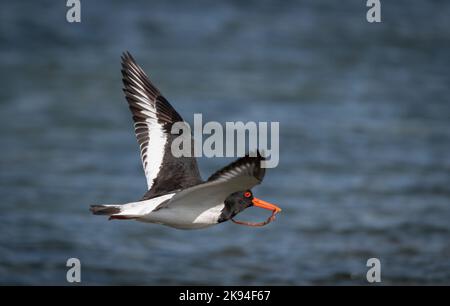 Un'ostercatcher eurasiatica che vola con verme in bocca con acqua di mare sfocata Foto Stock