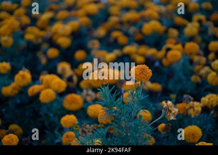 Primo piano scuro foto Marigold inca flower selective focus. Primo piano scuro Inca flower Know as '' Calcutta Zendu ''. Idea di concetto foto. Verde Blury. Foto Stock