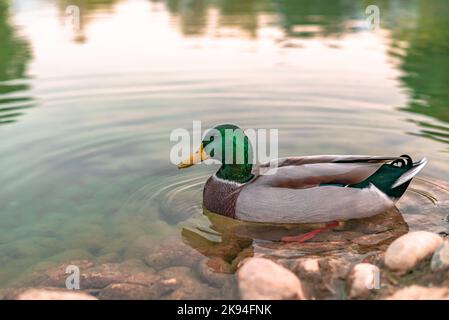 Mallard anatra nuotare sul lago. Testa verde selvaggio uccello maschio anatra su acqua. Mallard anatra nome latino noto anche come '' Anas platyrhynchos'' presso il parco cittadino. Foto Stock