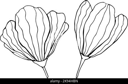 Due fiori disegnati a mano su sfondo bianco. Disegno floreale con contorno a una linea. Illustrazione vettoriale Illustrazione Vettoriale