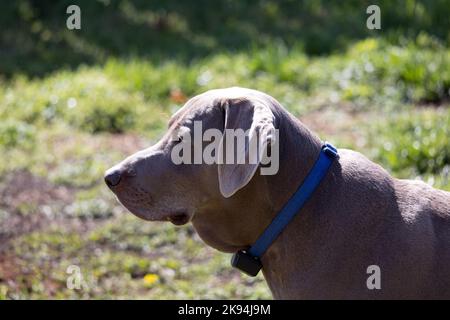 Un cane labrador grigio con colletto blu all'aperto Foto Stock