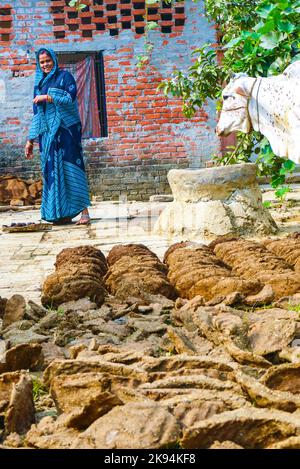 VARANASI, INDIA - OTT 11: Donna nella sua fattoria con le torte di sterco della mucca e la sua mucca il 11 ottobre 2011 a Varanasi, India. Le donne svolgono un ruolo distintivo nella rur Foto Stock